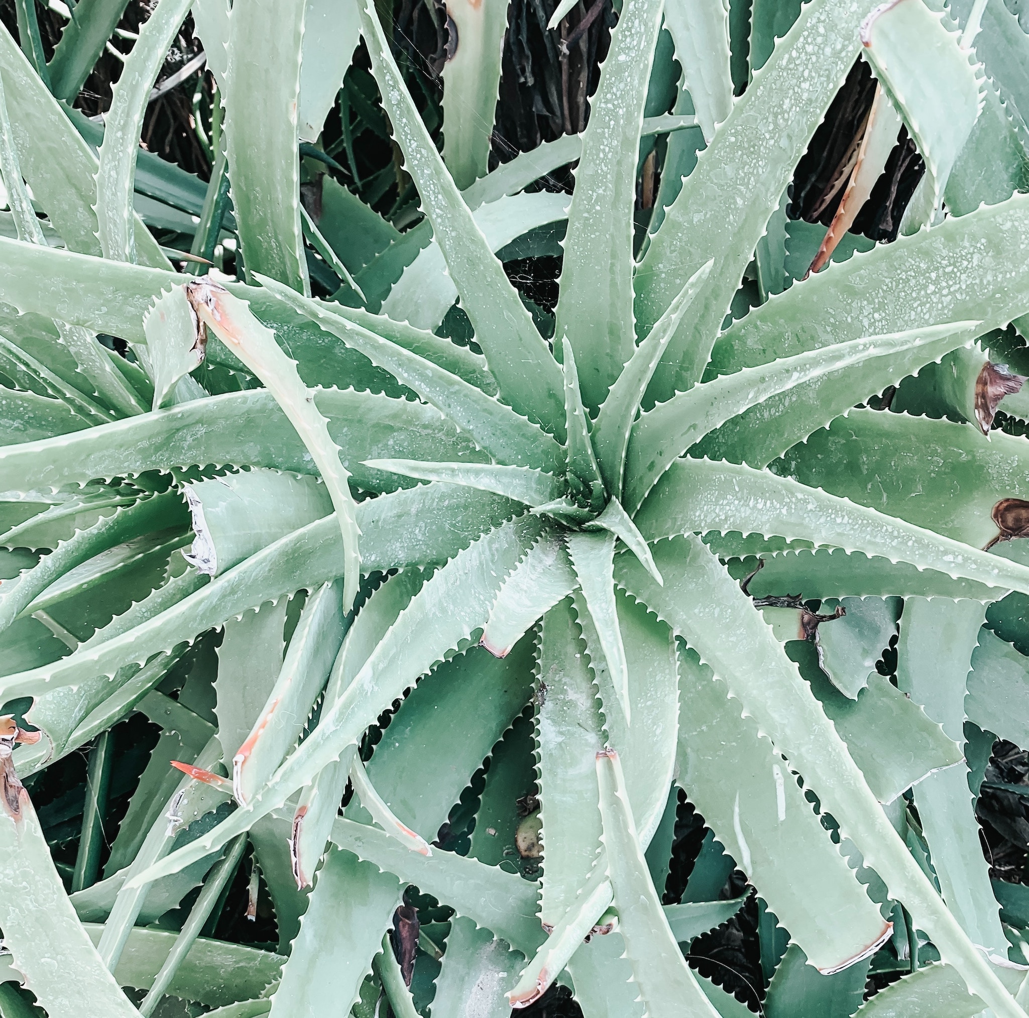 Aloe Vera Extract