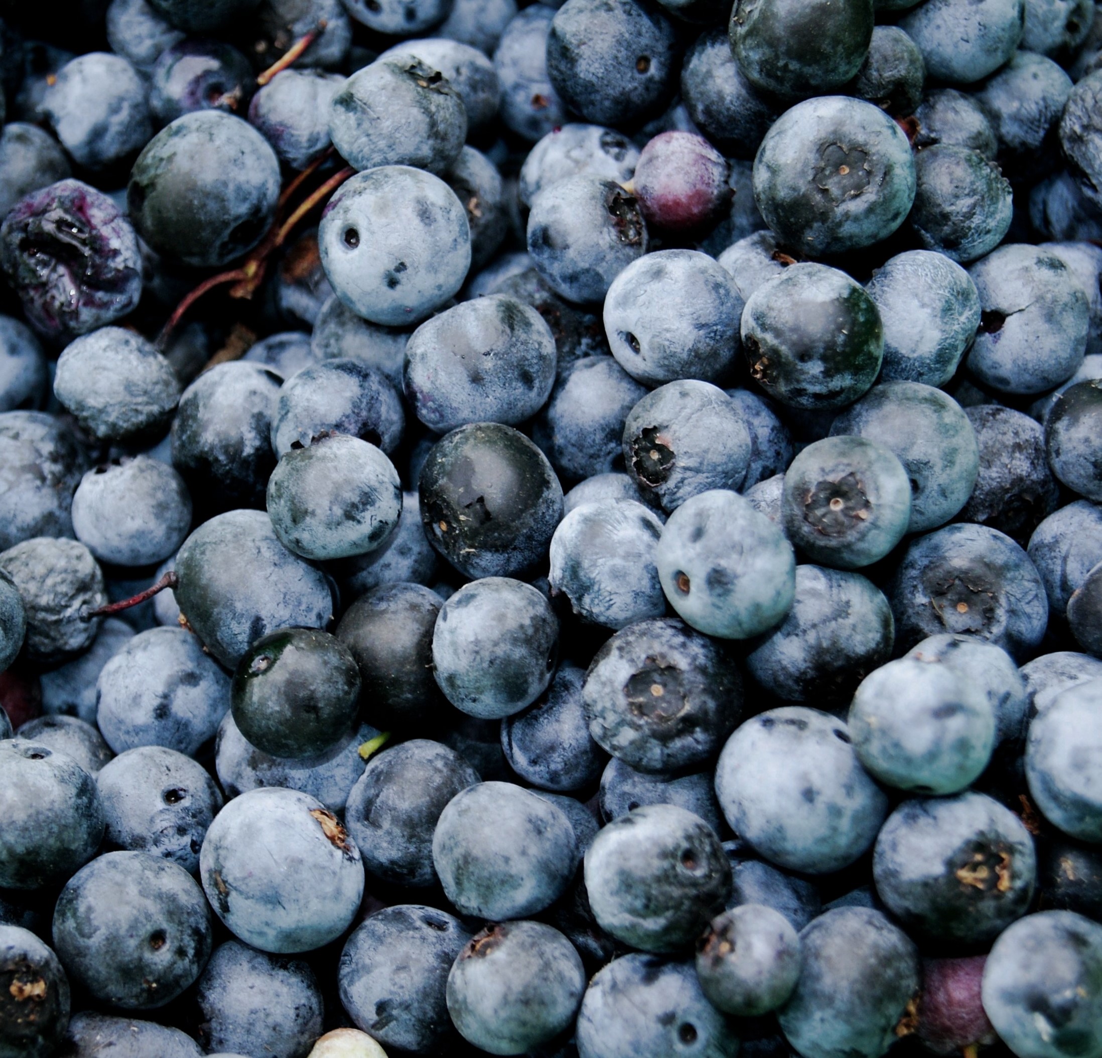 Blueberry Extract