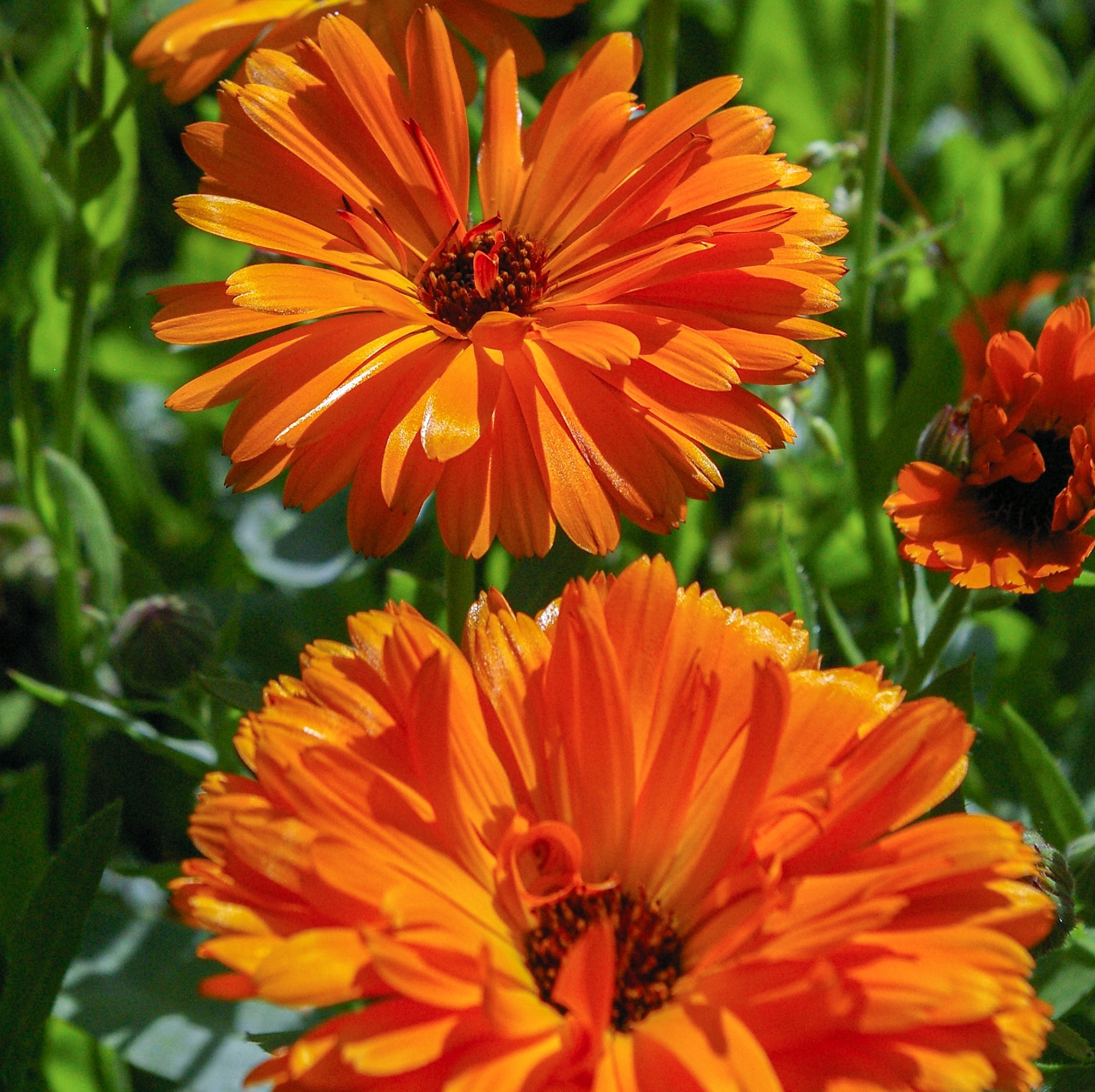 Calendula Extract
