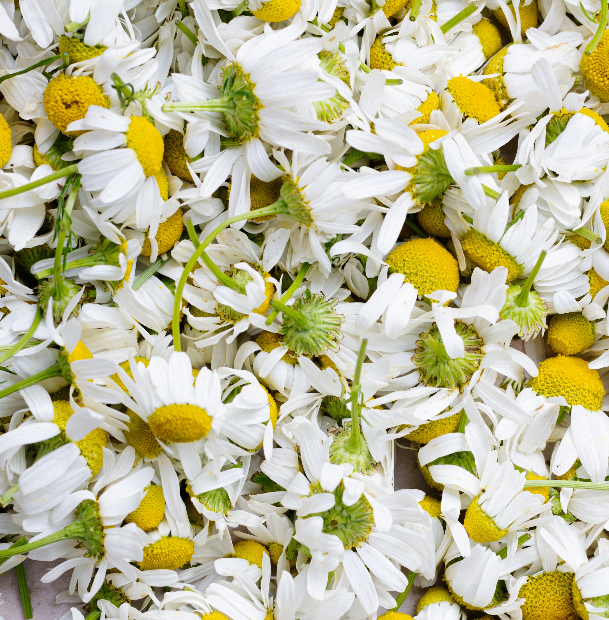 Chamomile flowers