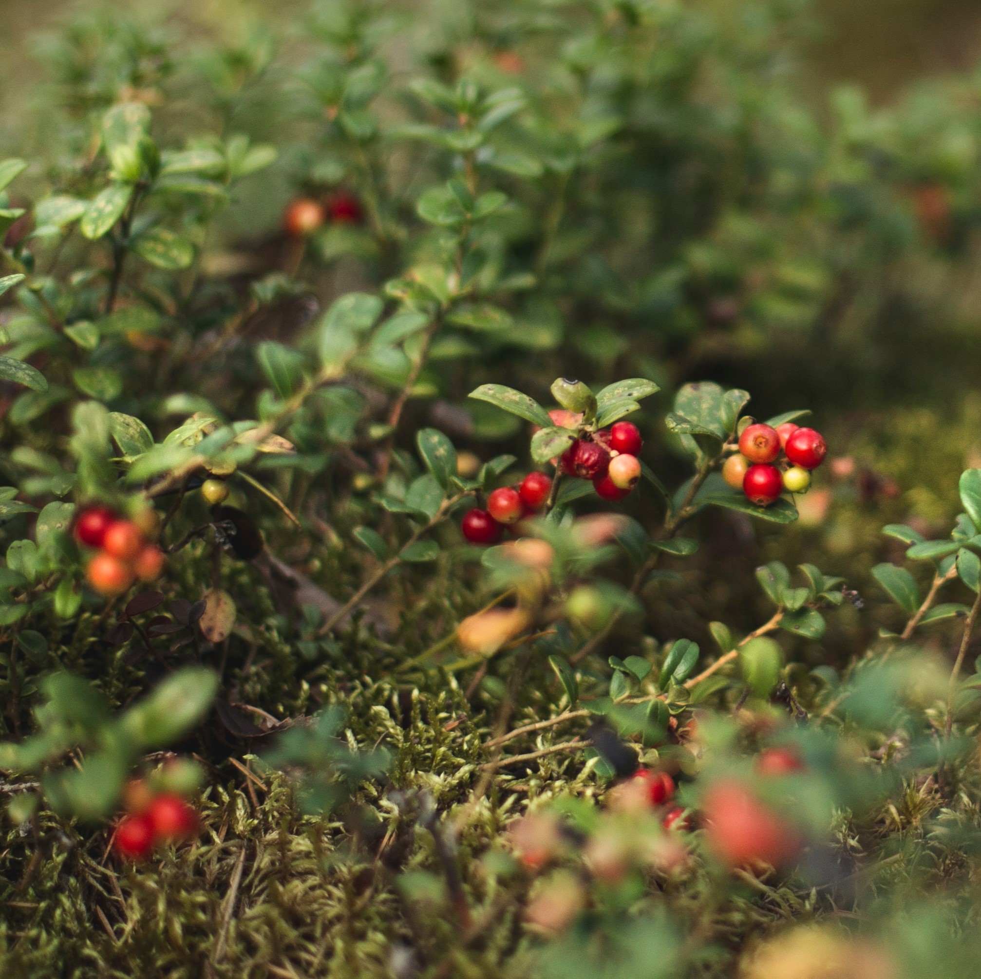 Cranberry Extract