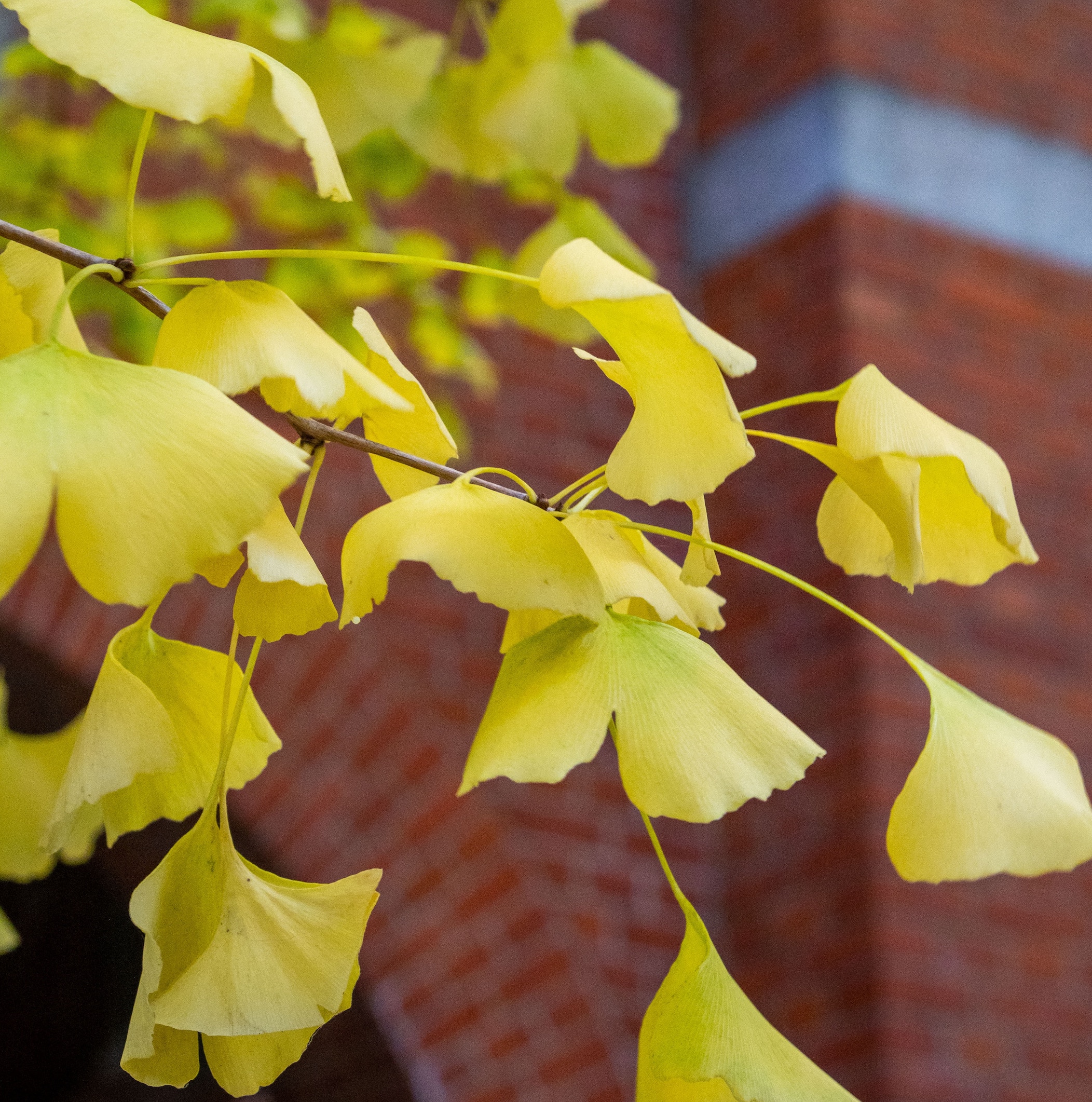 Ginkgo Biloba Extract