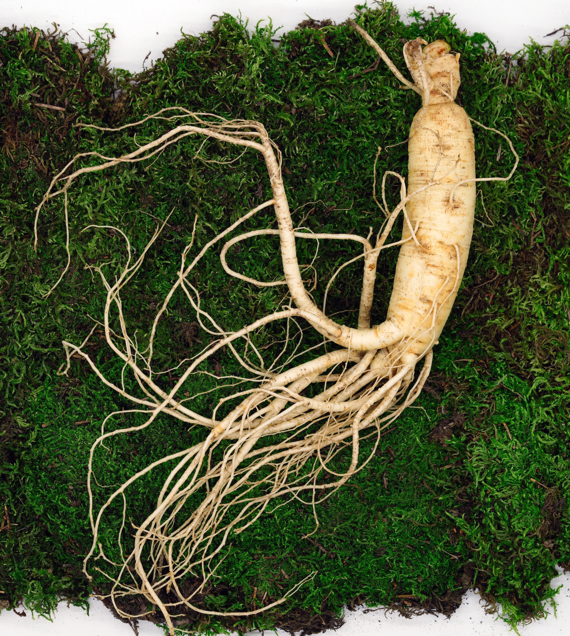 Ginseng root