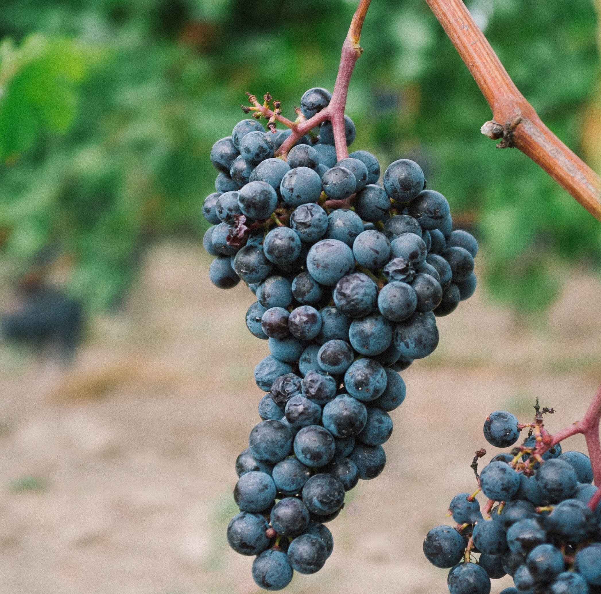 Grape clusters
