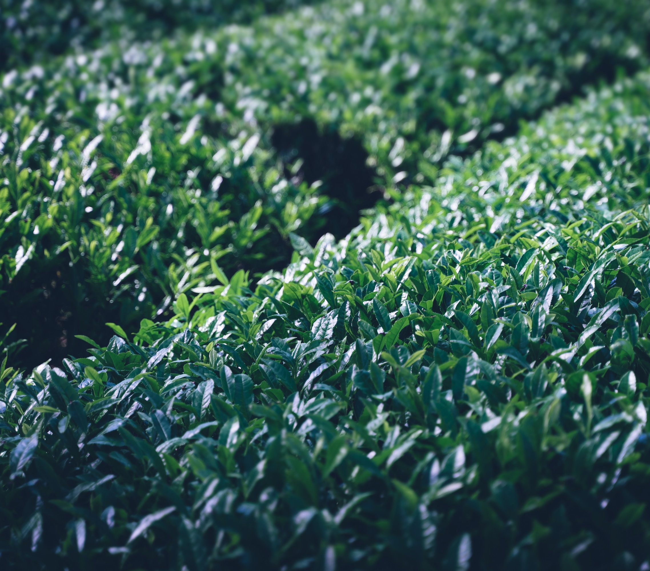 Green Tea fields