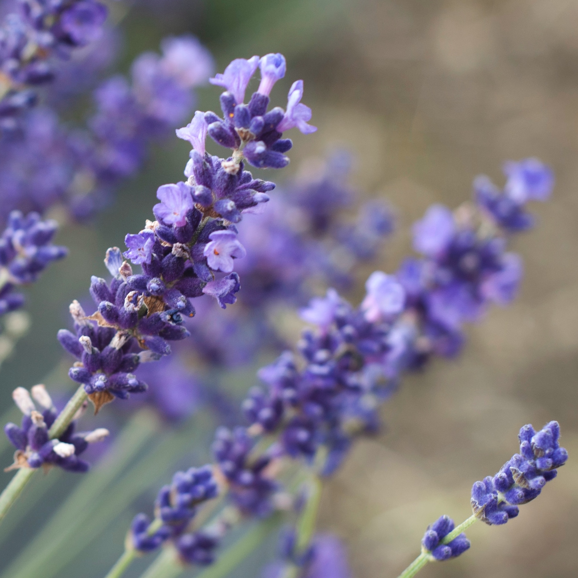 Lavender Extract