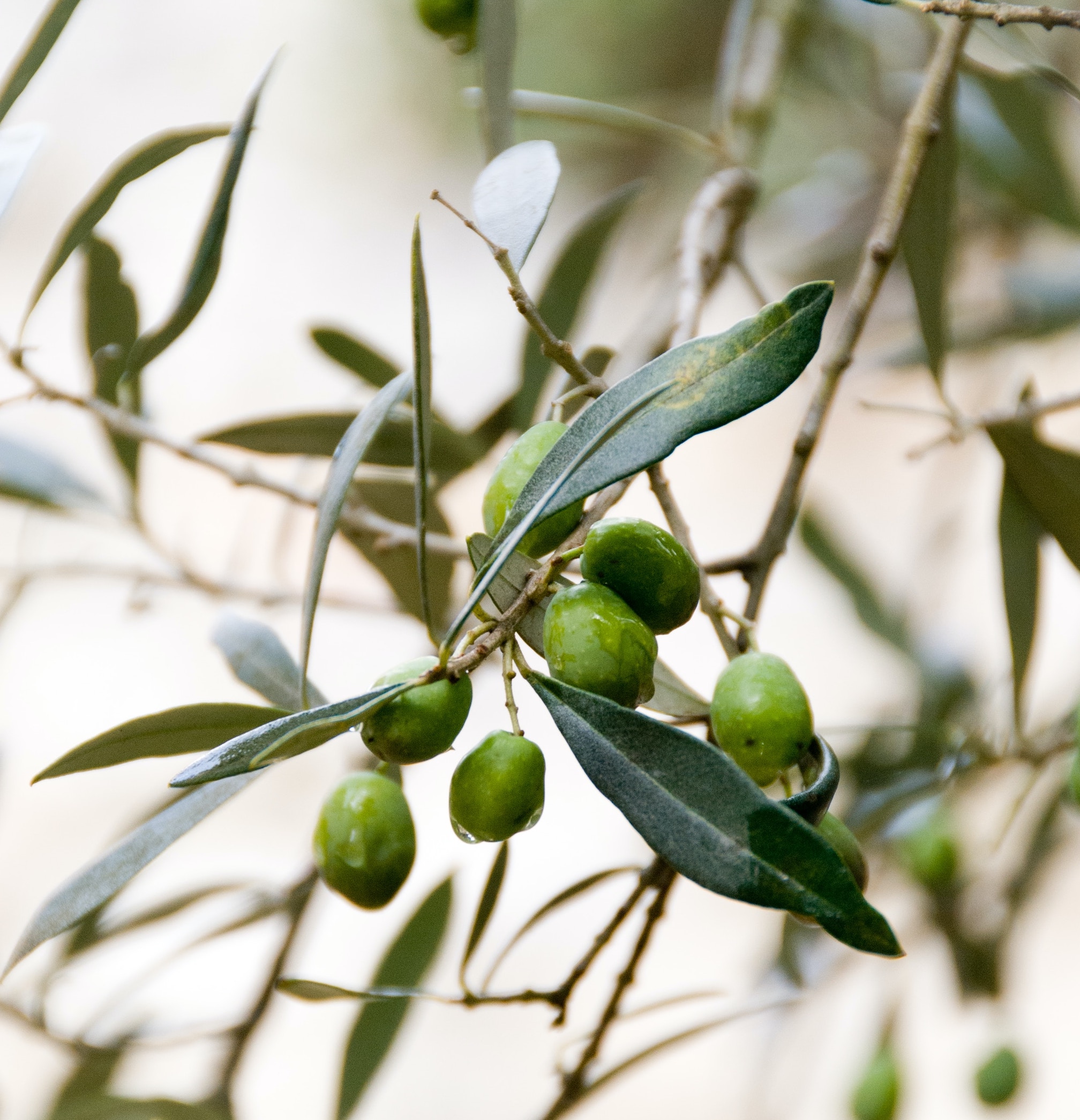 Olive Leaf Extract